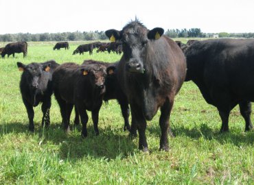 Angus di Puglia